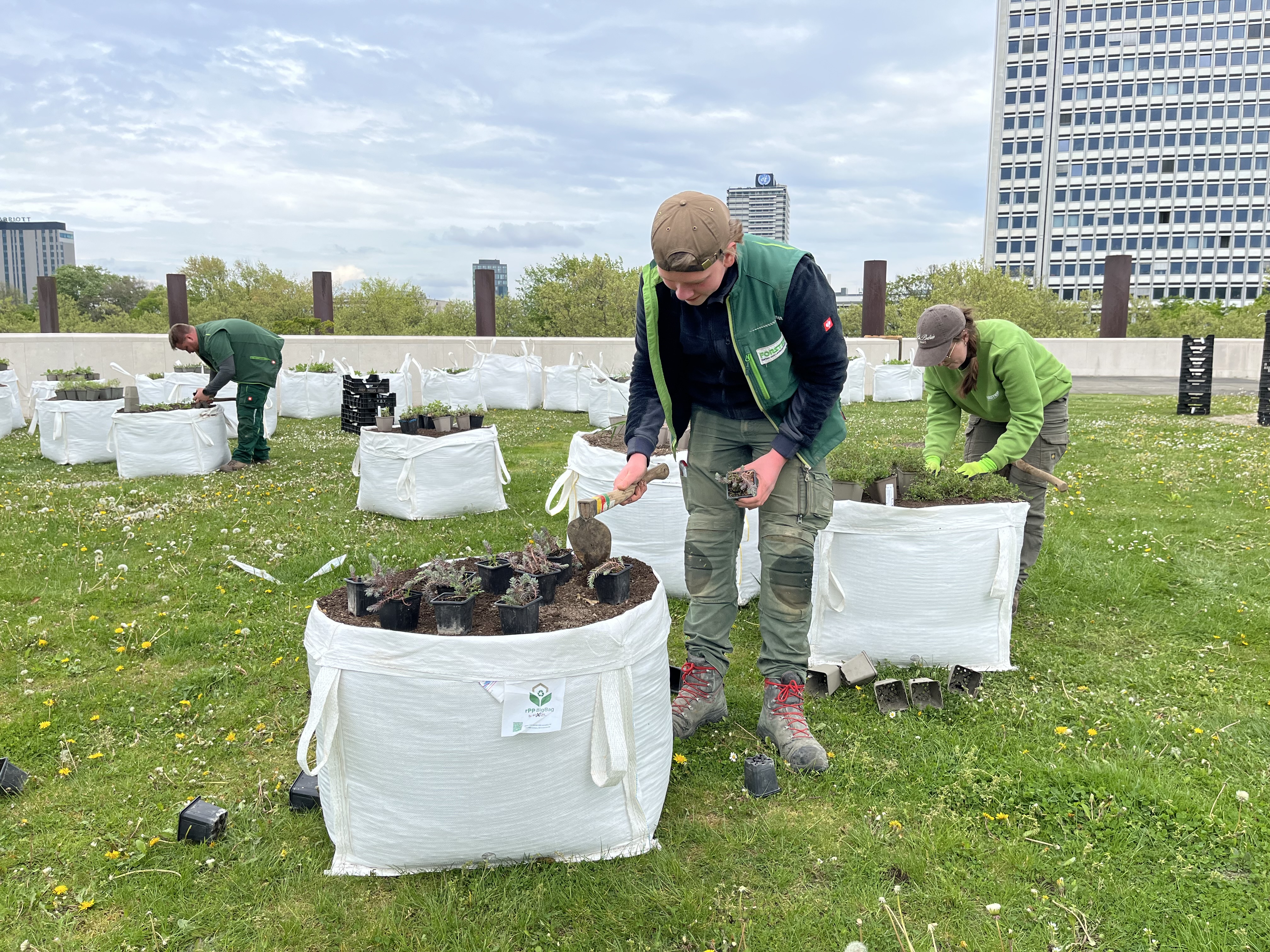 Biodiversitätsdemonstration einer 3° Temperaturerhöhung für den Dachgarten der Bundeskunsthalle Bonn